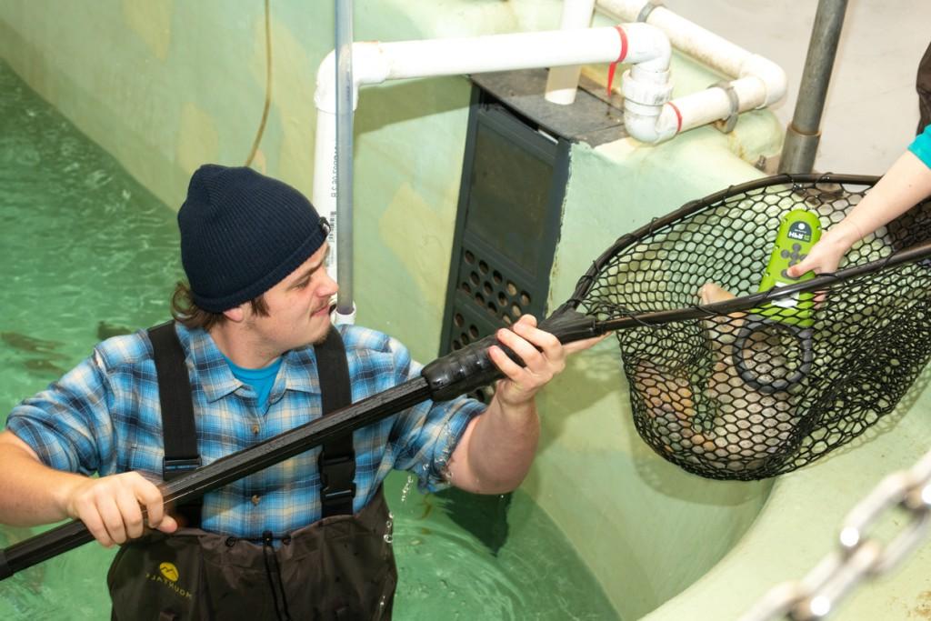 一名穿着水鞋的学生站在海洋科学中心的实验室水池里，他们举着一个网，上面有一条鱼，而另一名学生在鱼身上使用标签阅读器