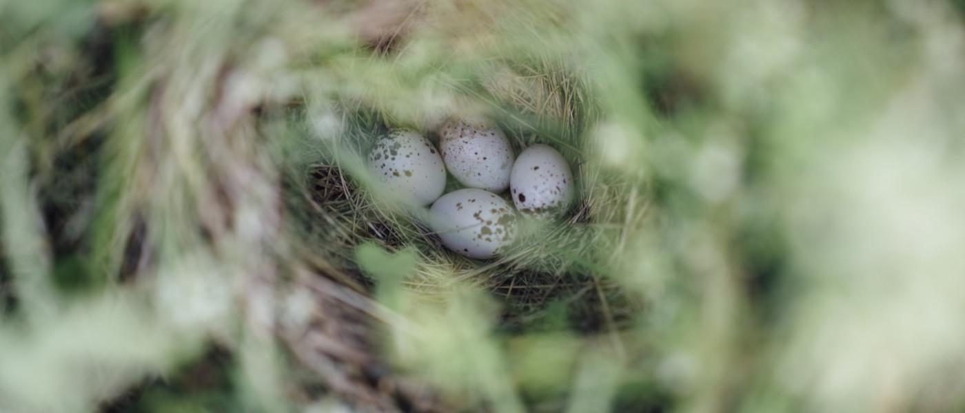 透过草丛向下看，看到一个鸟巢，里面有四个蛋